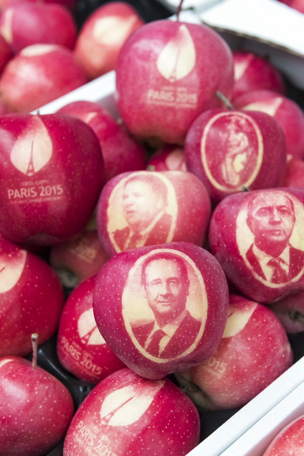 A picture taken on November 4, 2015 shows an apple marked with the portraits of French President Francois Hollande (C), French Foreign Minister Laurent Fabius (R), UNFCCC Climate Negotiations Daniel Reifsnyder (top C) and Founder of the Insitute for Sustainable Development and International Relations (IDDRI) Laurence Tubiana (top R) and apples marked with the logo of the COP21 climate conference at "Les Jardins Fruitiers de Laquenexy", a site of the "Conseil Departemental de Moselle", in Laquenexy, eastern France. The 200 "illustrated apples" with the logo of the COP21 are gifts for the 196 state guests who will attend the COP21 in Paris in December. A sticker was applied onto the skin of the fruits, the masked area was then protected from the sun while the rest of the apple continued to grow naturally. AFP PHOTO / JEAN-CHRISTOPHE VERHAEGEN
